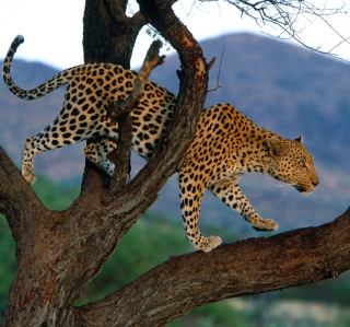 Free Leopard Picture for iPad 2