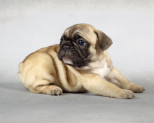 Das Cute Pug Wallpaper 220x176