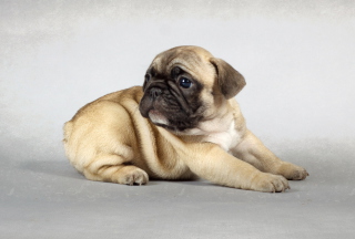 Cute Pug Wallpaper for Android, iPhone and iPad