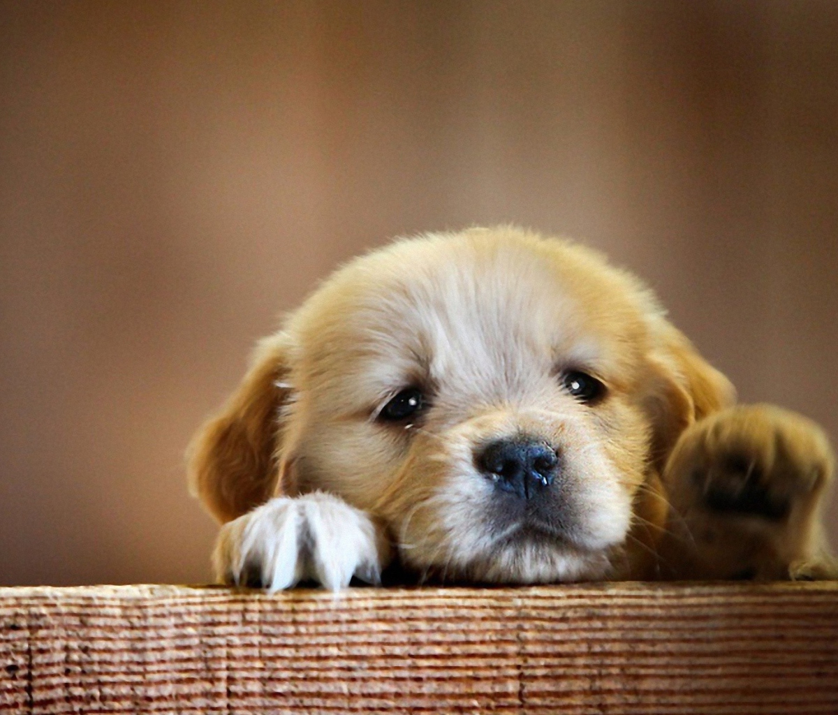 Fondo de pantalla Sad Little Puppy 1200x1024