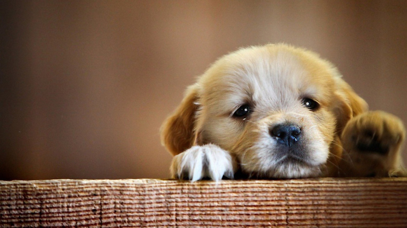 Sfondi Sad Little Puppy 1366x768