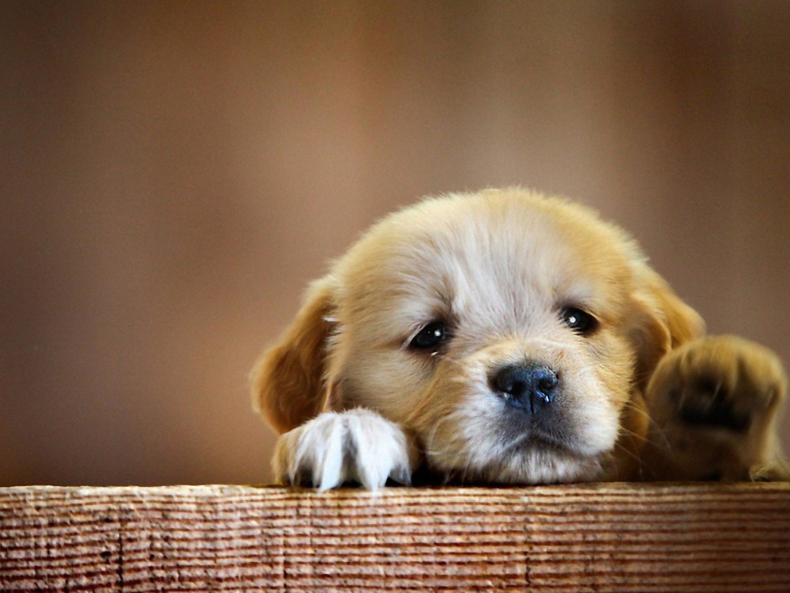 Sad Little Puppy screenshot #1 1600x1200