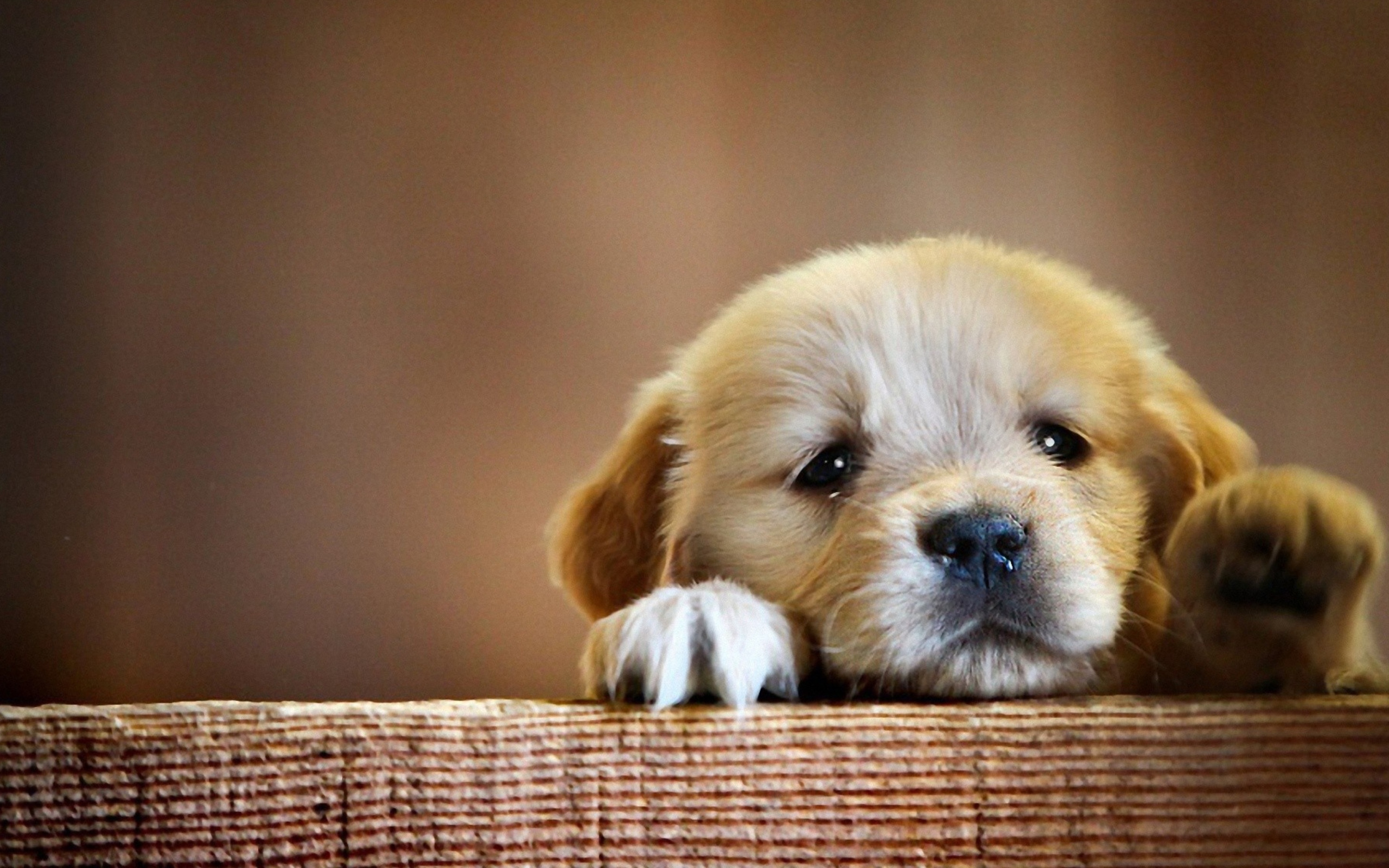 Sad Little Puppy screenshot #1 2560x1600