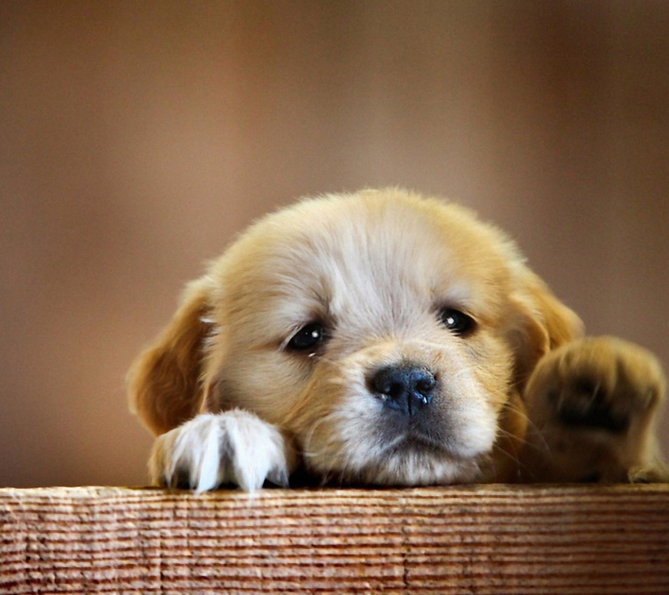 Sad Little Puppy wallpaper 960x854