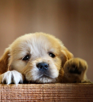 Sad Little Puppy - Obrázkek zdarma pro iPad Air