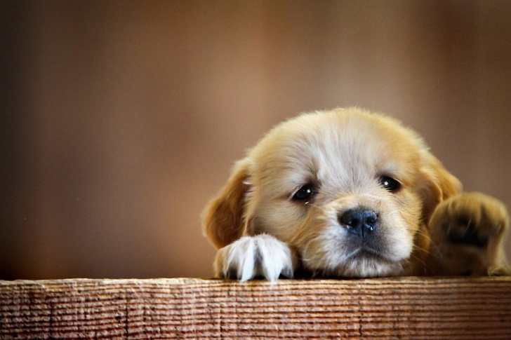 Sad Little Puppy wallpaper