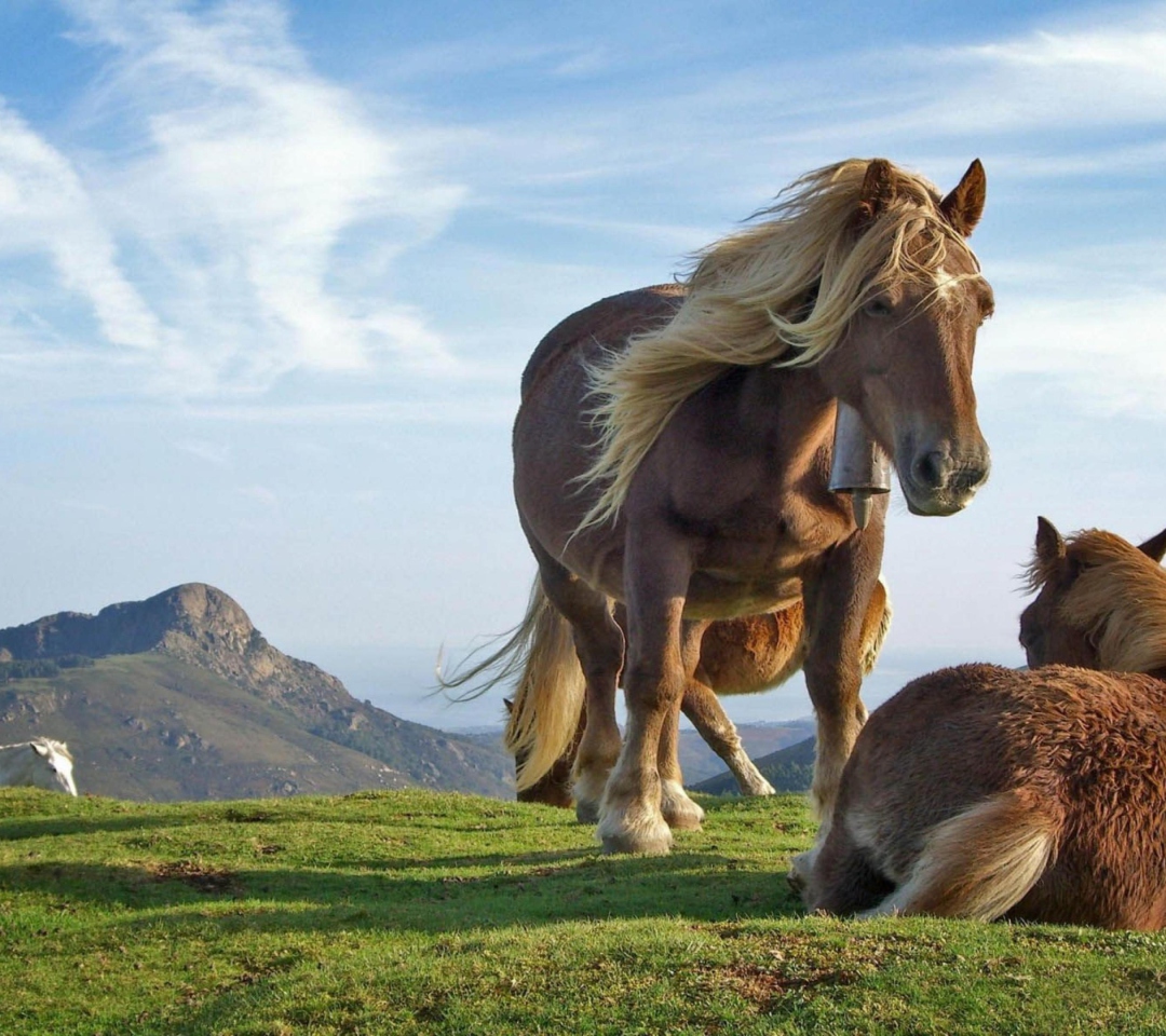 Обои Mountain Horses 1080x960