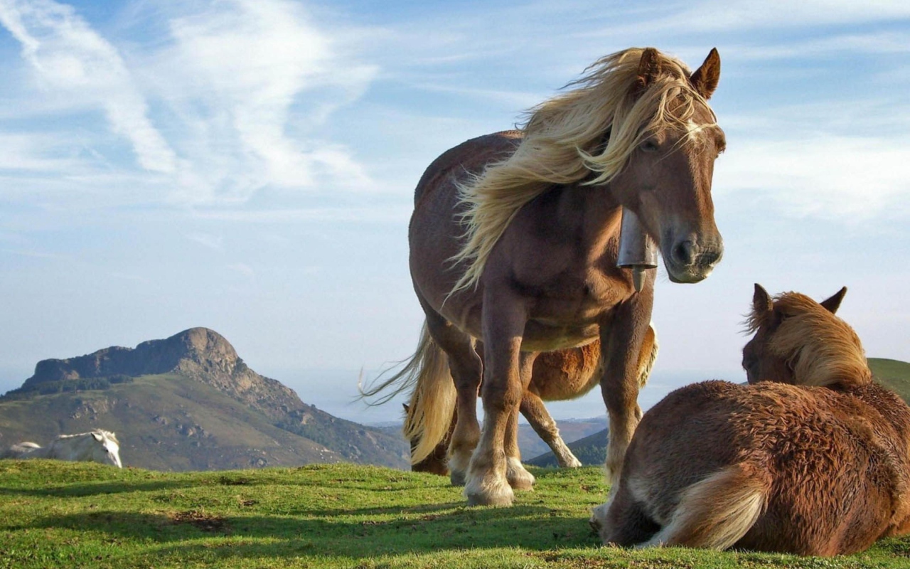 Mountain Horses screenshot #1 1280x800