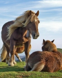 Das Mountain Horses Wallpaper 128x160