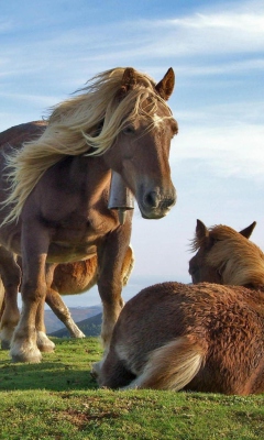 Fondo de pantalla Mountain Horses 240x400