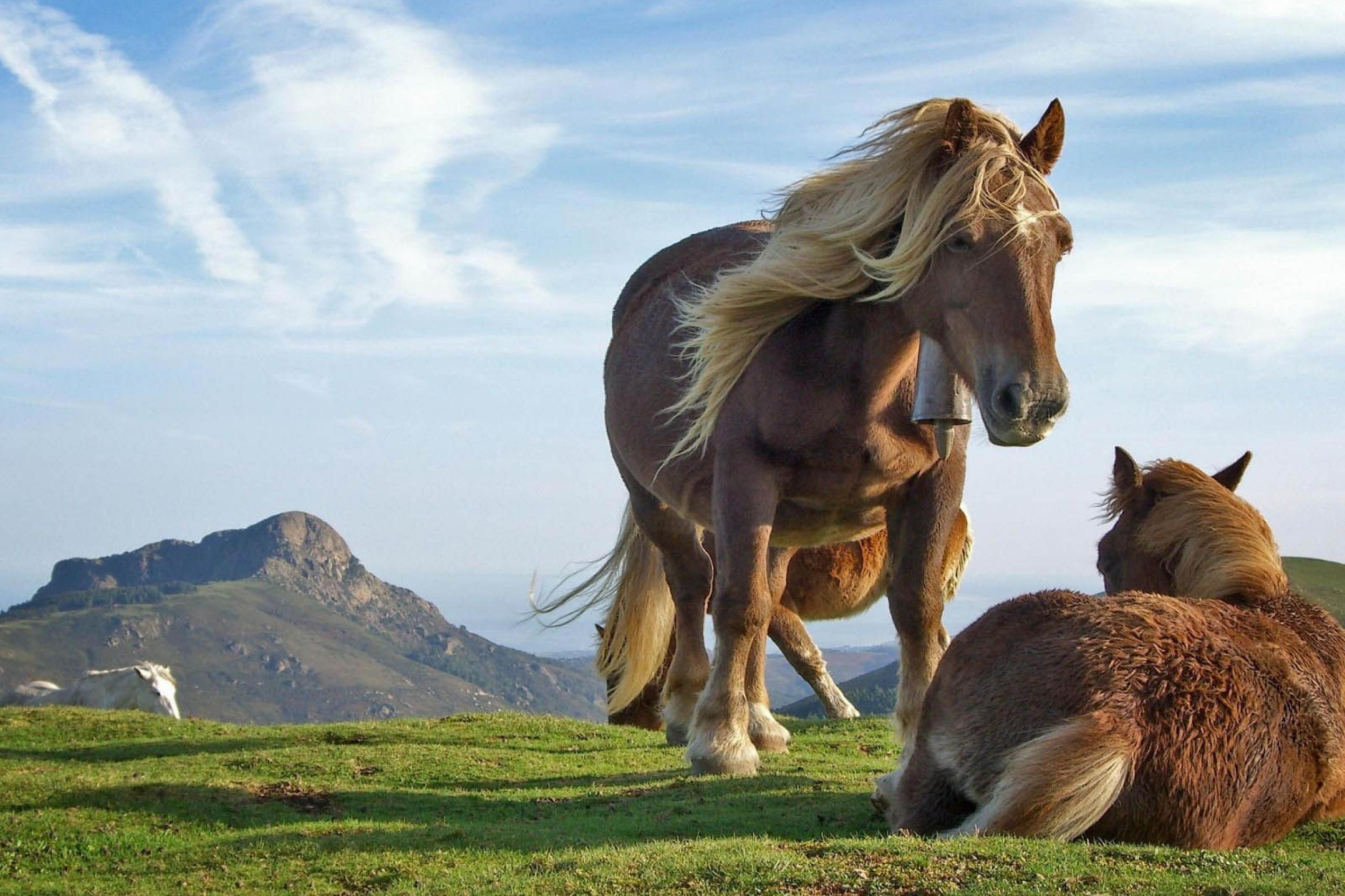 Fondo de pantalla Mountain Horses 2880x1920