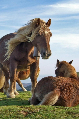 Das Mountain Horses Wallpaper 320x480