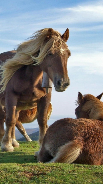 Fondo de pantalla Mountain Horses 360x640