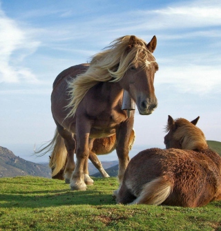 Mountain Horses - Obrázkek zdarma pro 1024x1024