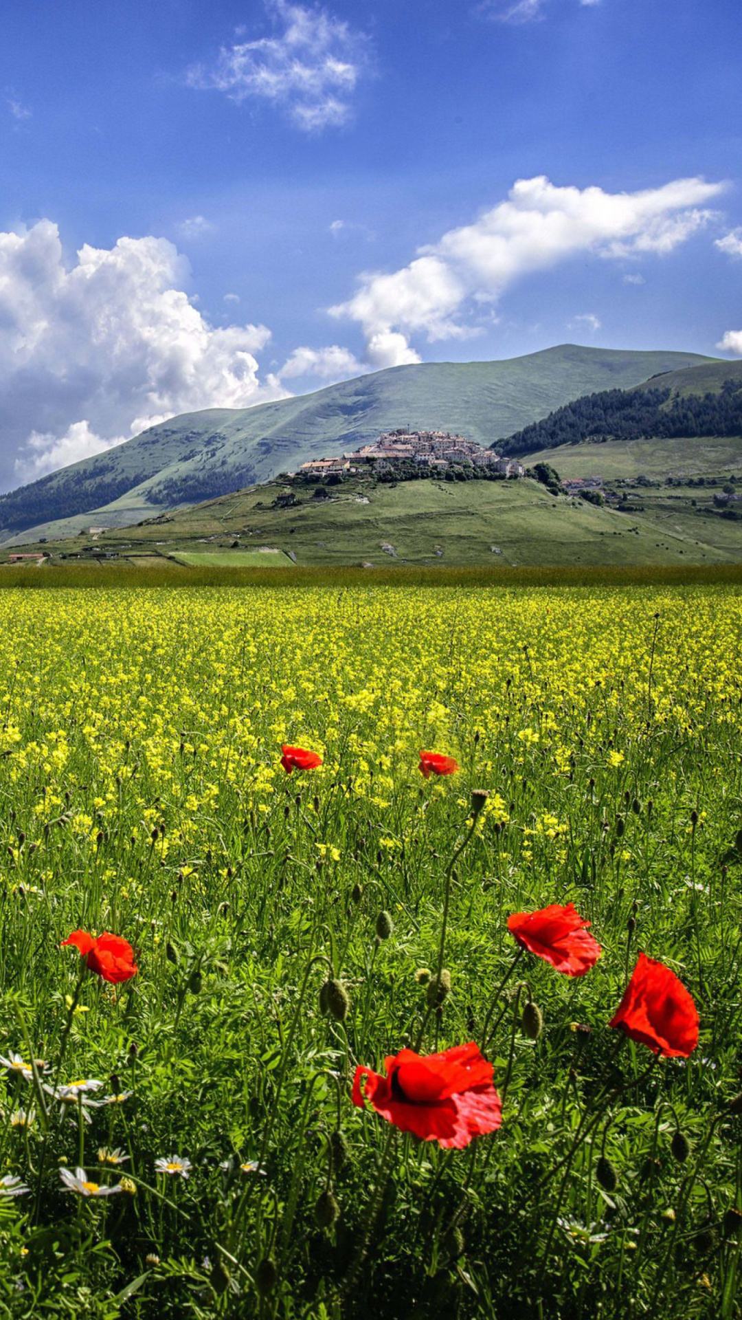 Das Poppy Meadow HDR Wallpaper 1080x1920