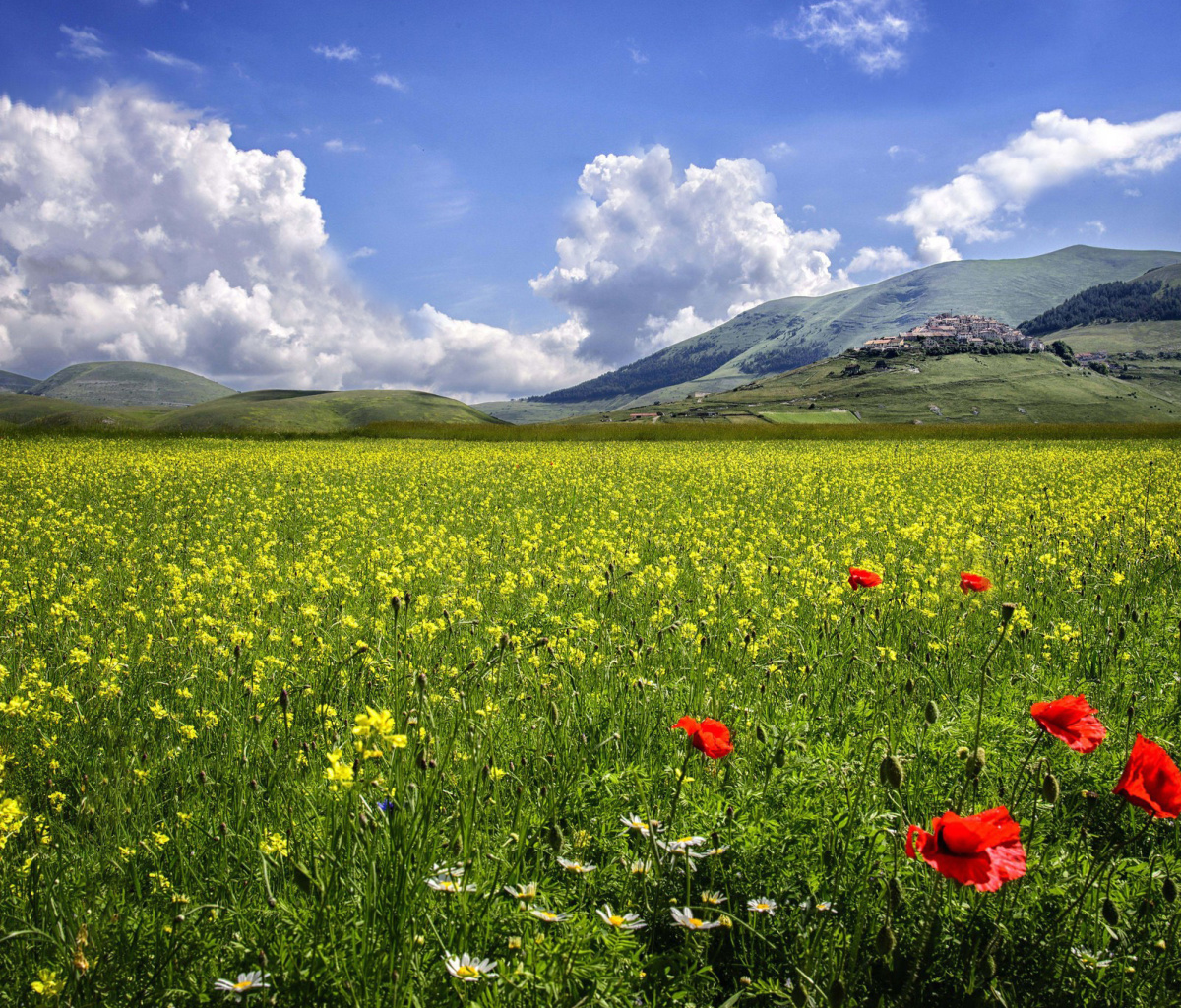 Poppy Meadow HDR wallpaper 1200x1024