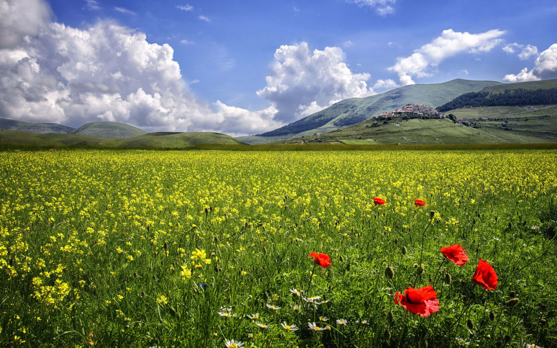 Poppy Meadow HDR wallpaper 1920x1200