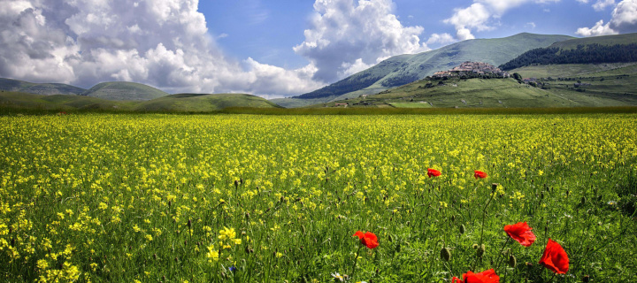 Poppy Meadow HDR wallpaper 720x320