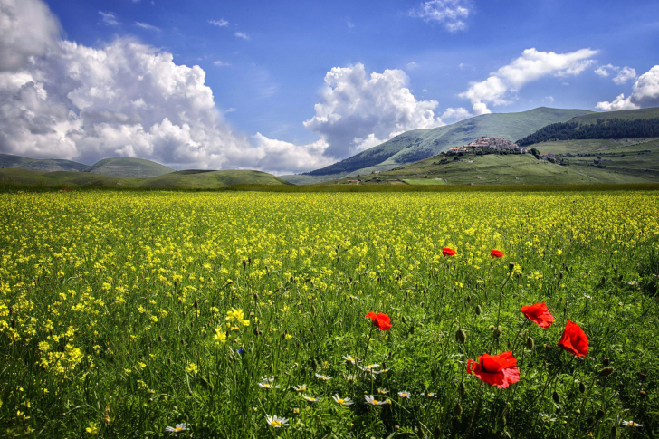 Poppy Meadow HDR wallpaper