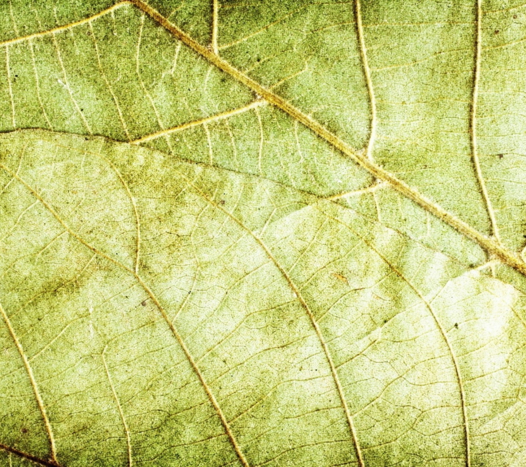 Обои Leaf Close Up 1080x960