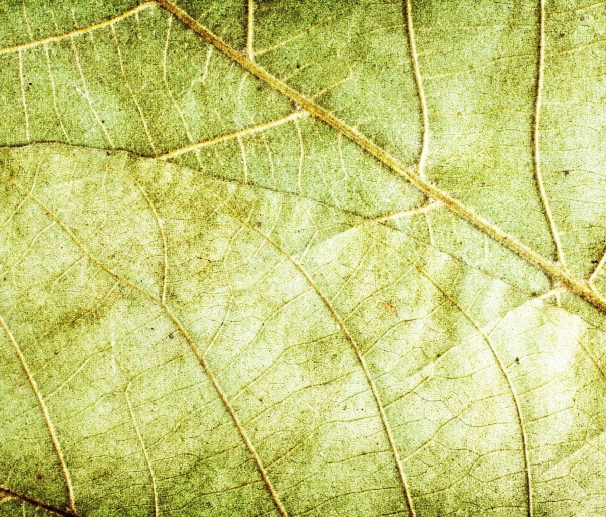 Обои Leaf Close Up 1200x1024