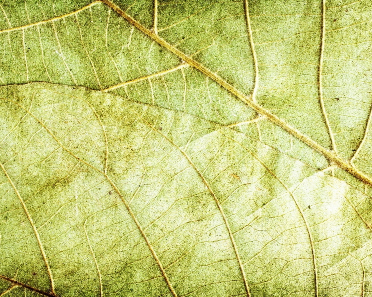 Fondo de pantalla Leaf Close Up 1280x1024