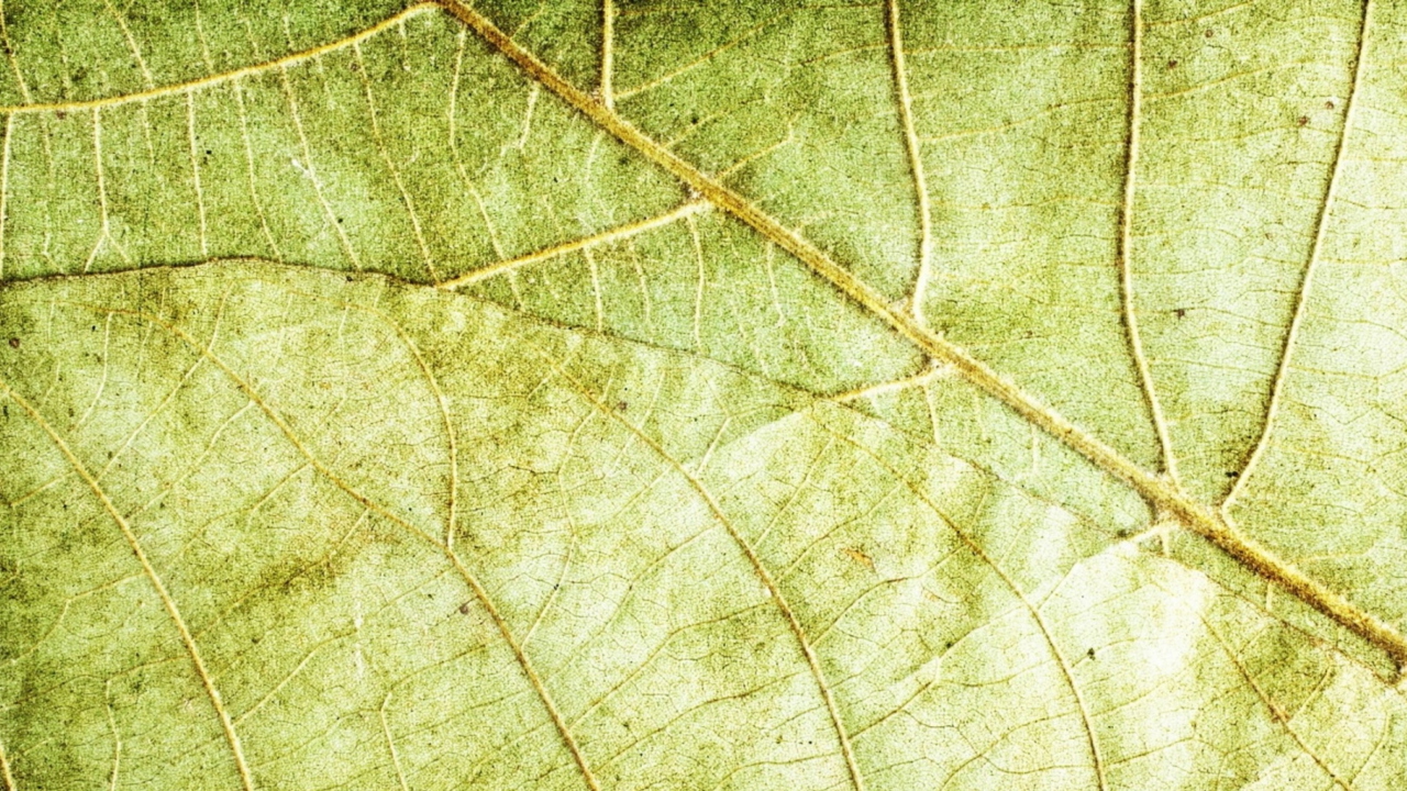 Sfondi Leaf Close Up 1280x720