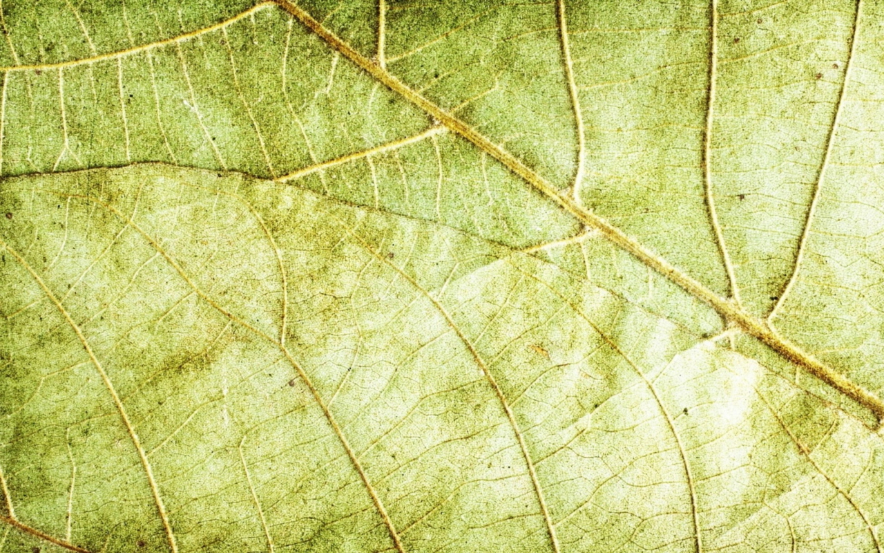 Leaf Close Up wallpaper 1280x800
