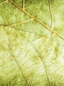 Das Leaf Close Up Wallpaper 132x176