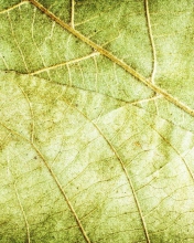 Das Leaf Close Up Wallpaper 176x220