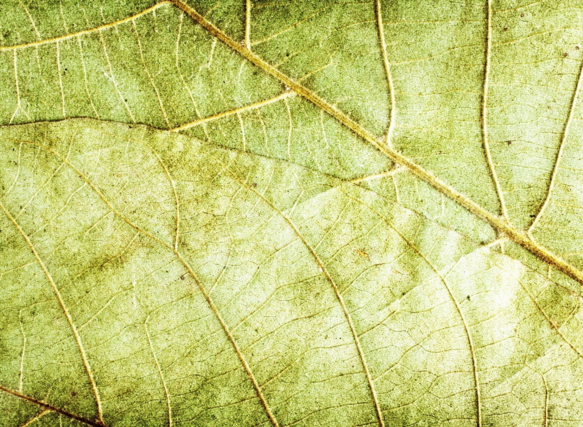 Fondo de pantalla Leaf Close Up 1920x1408