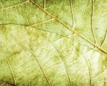 Leaf Close Up screenshot #1 220x176