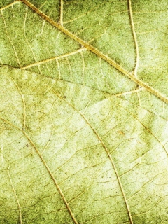 Fondo de pantalla Leaf Close Up 240x320