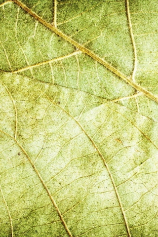 Обои Leaf Close Up 320x480