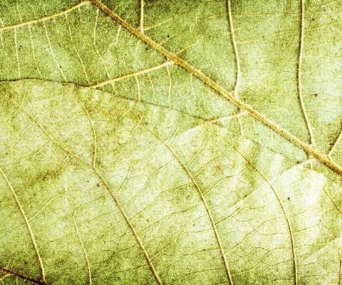 Screenshot №1 pro téma Leaf Close Up 480x400