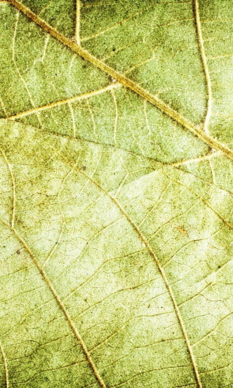 Leaf Close Up screenshot #1 480x800