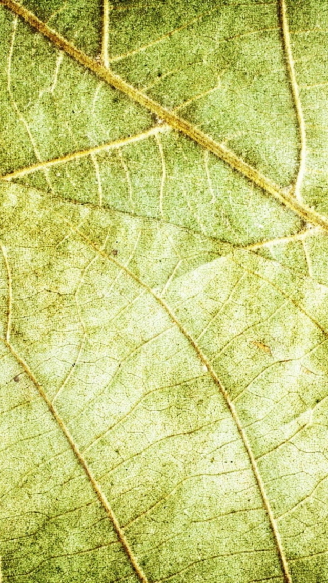 Leaf Close Up wallpaper 640x1136