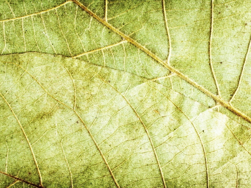 Das Leaf Close Up Wallpaper 800x600