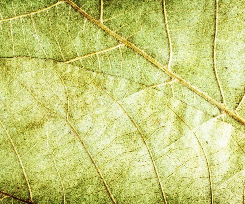 Fondo de pantalla Leaf Close Up 960x800
