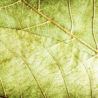 Kostenloses Leaf Close Up Wallpaper für iPad 3