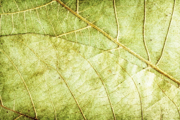 Fondo de pantalla Leaf Close Up