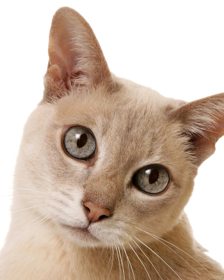 Cat Selfie - Obrázkek zdarma pro Nokia X2-02