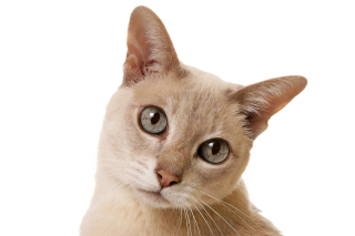 Cat Selfie sfondi gratuiti per cellulari Android, iPhone, iPad e desktop