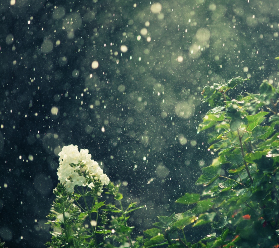 Fondo de pantalla Summer Rain 960x854