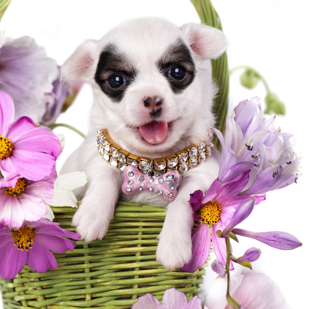 Fondo de pantalla Chihuahua In Flowers 1024x1024
