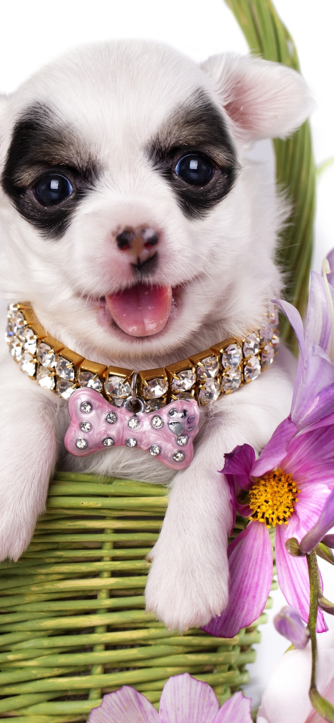 Chihuahua In Flowers - Fondos de pantalla gratis para iPhone 11
