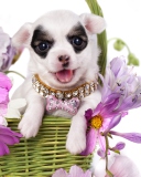 Chihuahua In Flowers wallpaper 128x160