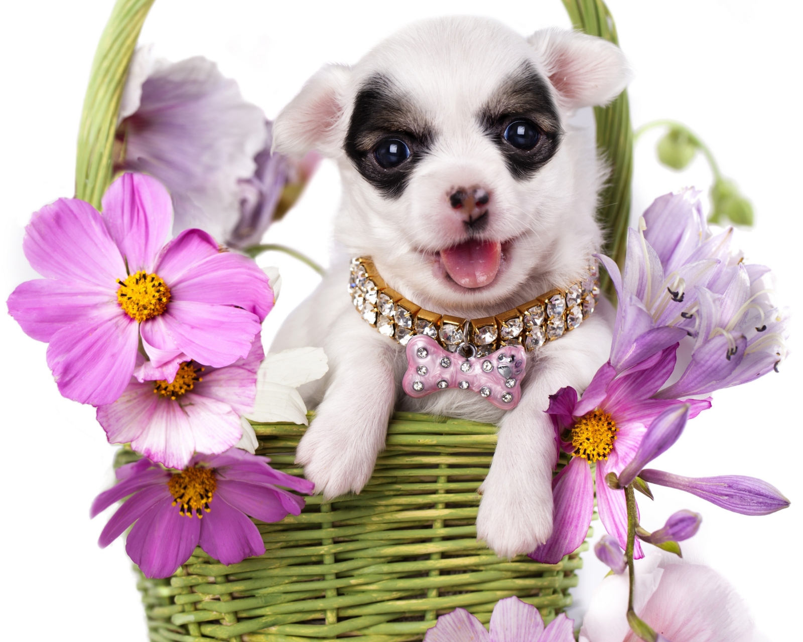 Fondo de pantalla Chihuahua In Flowers 1600x1280