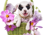 Das Chihuahua In Flowers Wallpaper 176x144