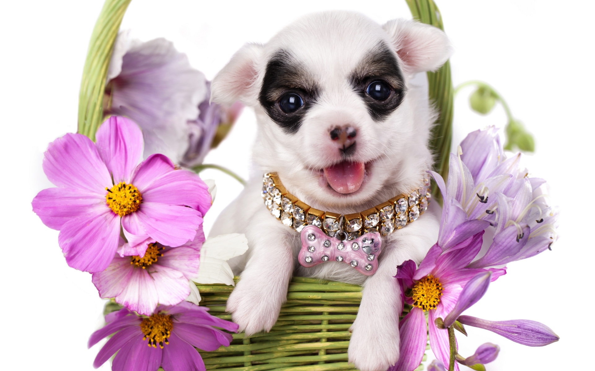 Chihuahua In Flowers wallpaper 1920x1200
